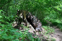 "Taiga" Camouflage Set - photo 10590